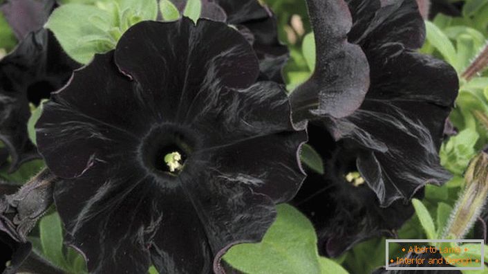 Petunia aristokrat černé barvy Black Velvet.