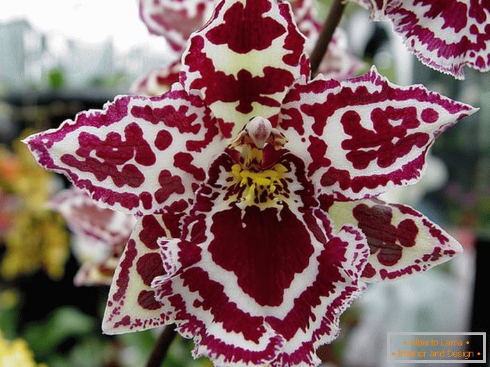 Okrasná orchidej