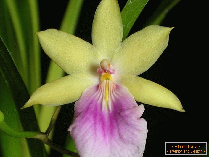 Orchidej detailní