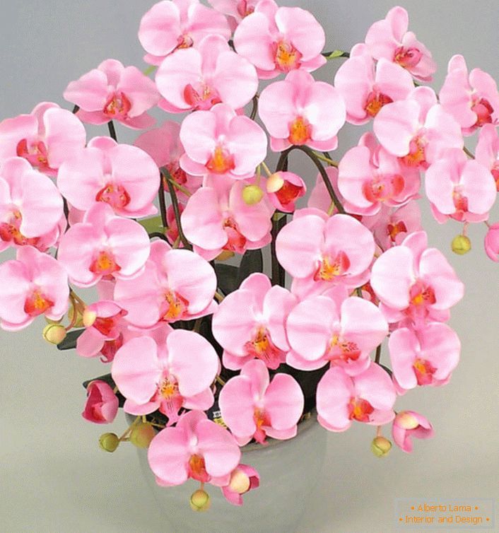 Růžová orchidej