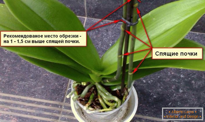 Doporučení pro ořezání orchidejového pouzdra.