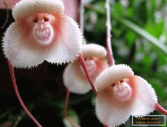 Orchidej z břehů Amazonky