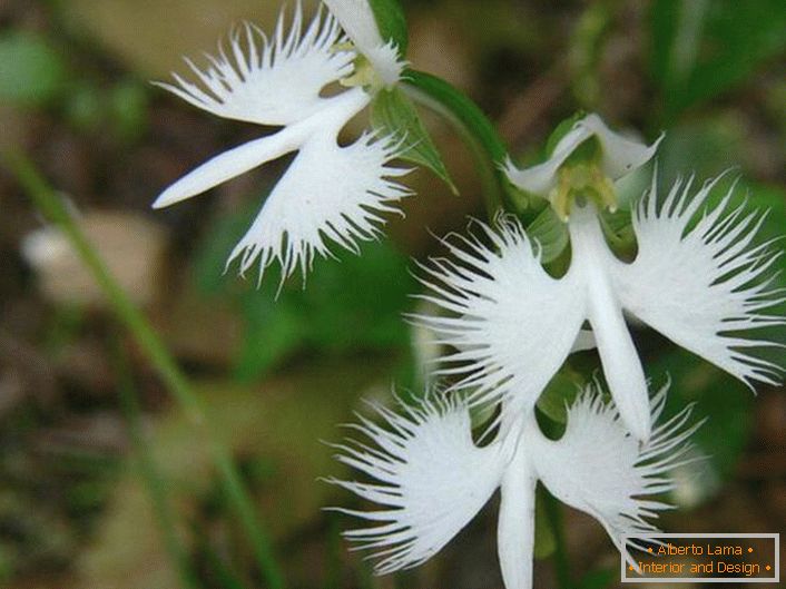 Překvapivě neobvyklá květina připomínající bílého čápka. Orchidej je japonský.