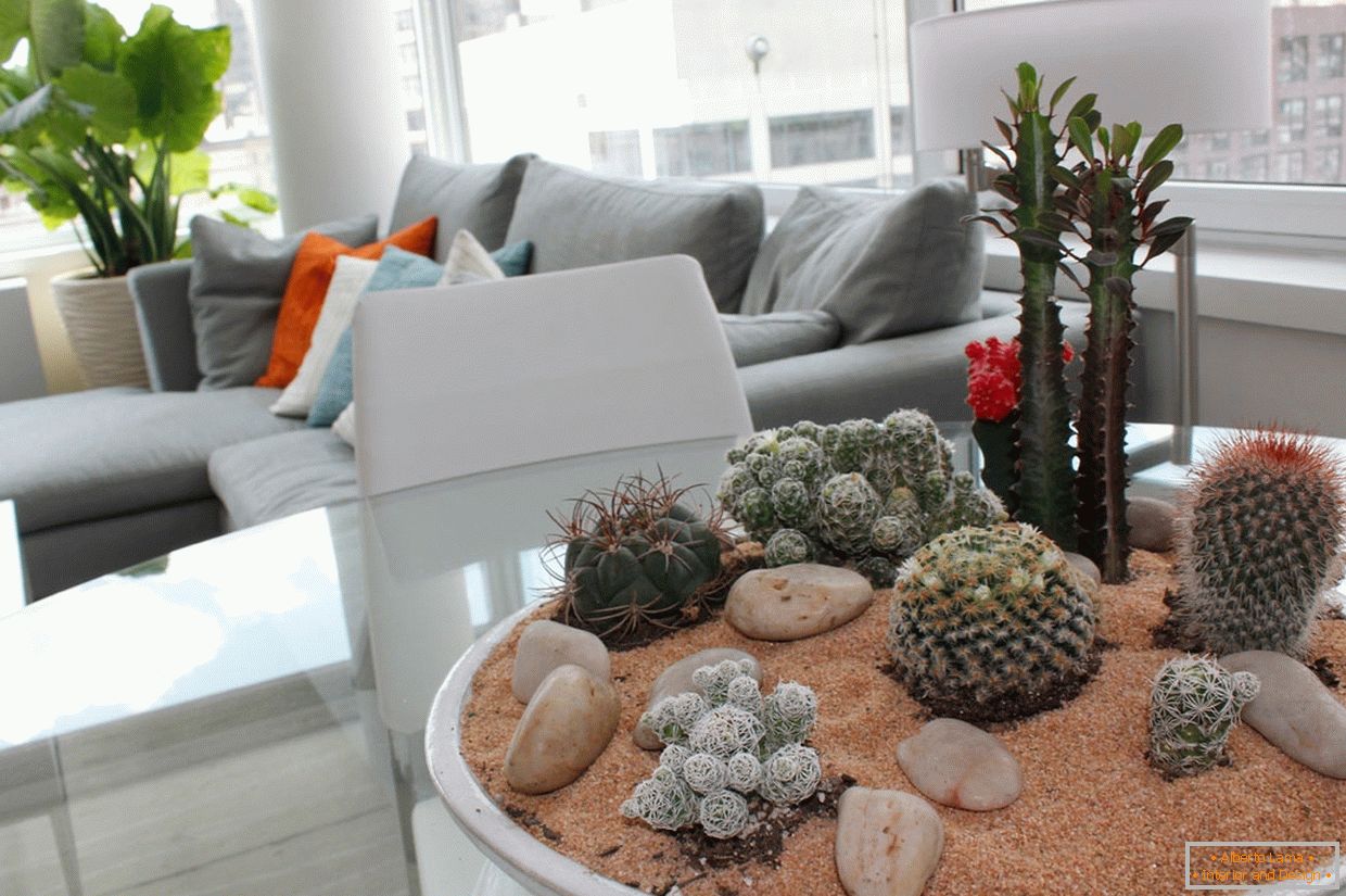 Kaktusy в интерьере квартиры