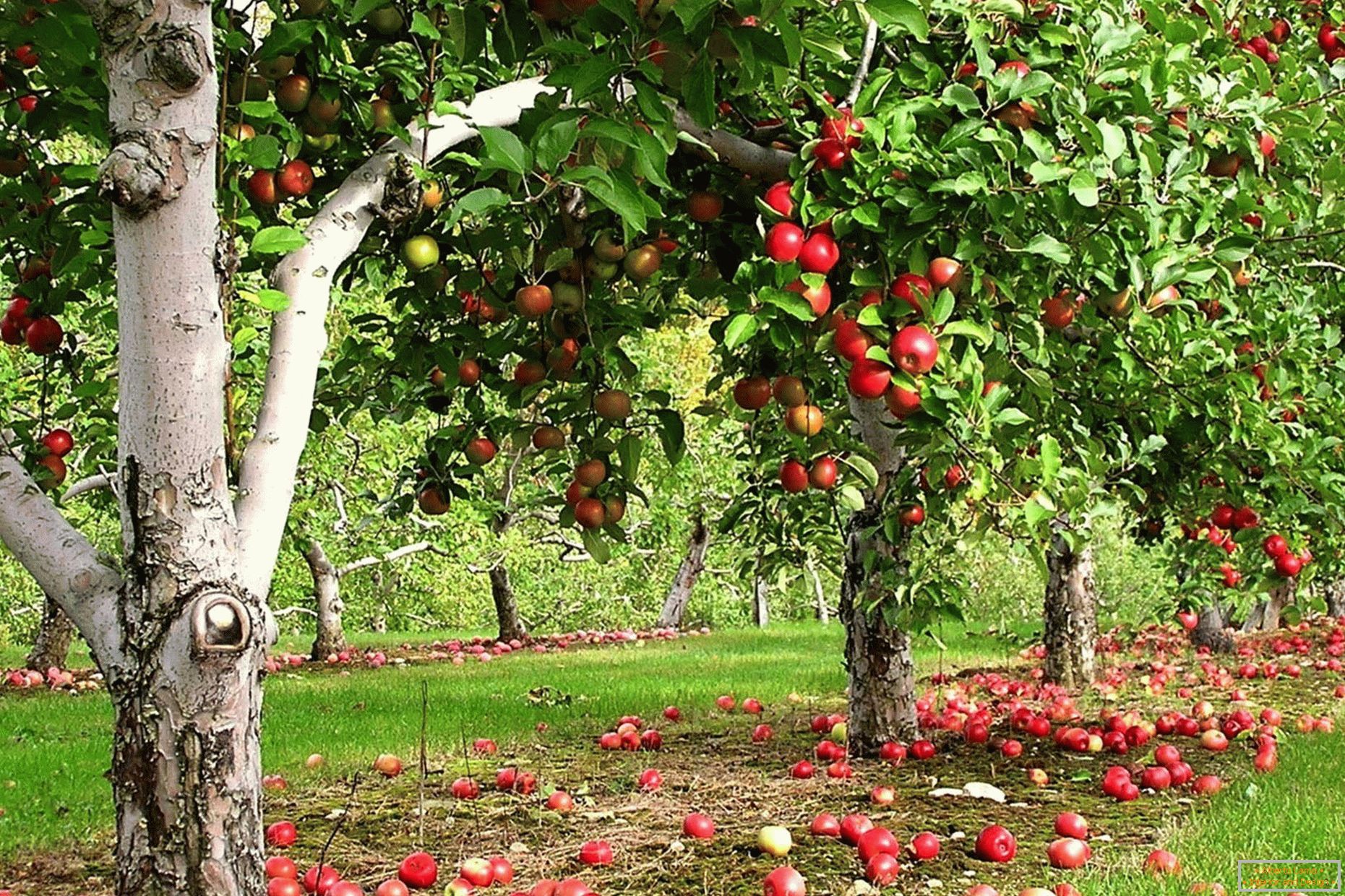Jablková zahrada