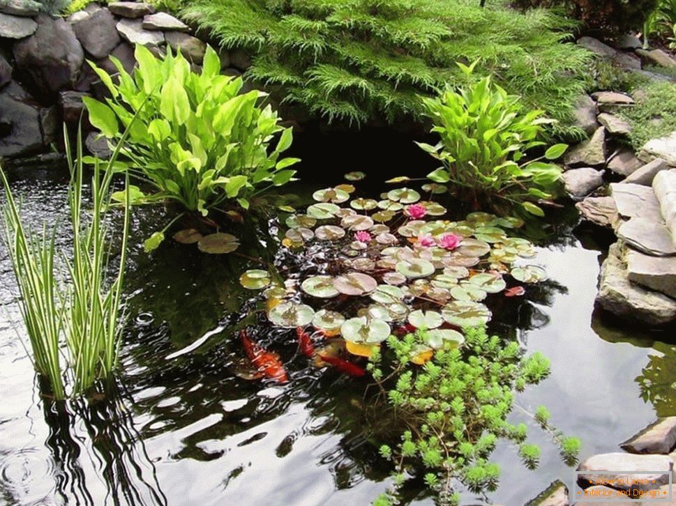 Vodní rostliny v rybníku