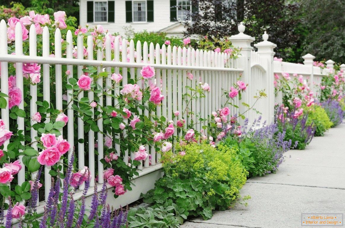 Bílý plot s růží