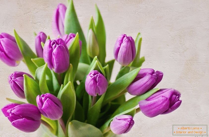 Kytice z lila tulipány