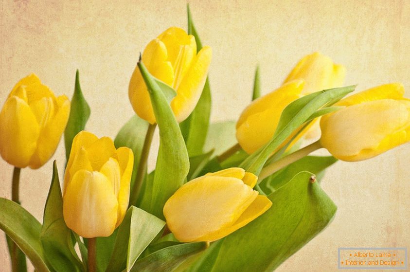 Kytice žlutých tulipánů