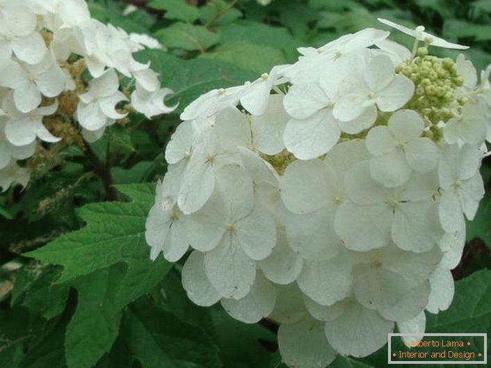 Sněhově bílé květiny hortenzie jsou dubové. 