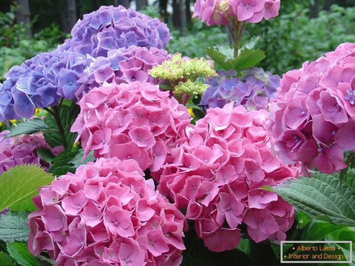 Bledě růžové a světle fialové květenství jsou oblíbené mezi moderními zahradníky.