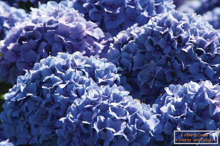 Fialové květiny zahradních hortenzí jsou shromažďovány v objemných, bujných květenstvích zaobleného tvaru.
