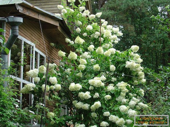 Vysoký bush hortenzie řapíkatý s bujnými bílými květenstvími.