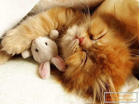 Sladké spací kotě
