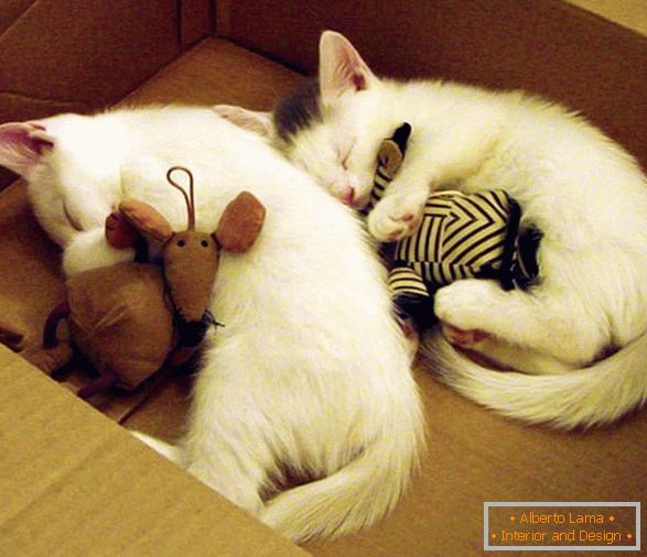 Dvě spící koťata v objetí s hračkami