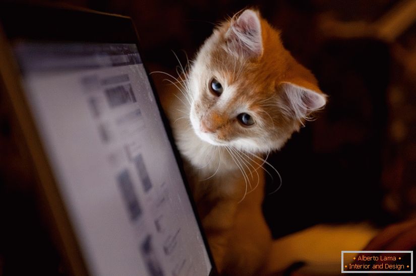 Kočka se dívá na monitor