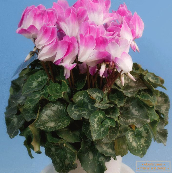 Cyclamen nebo Alpine Violet