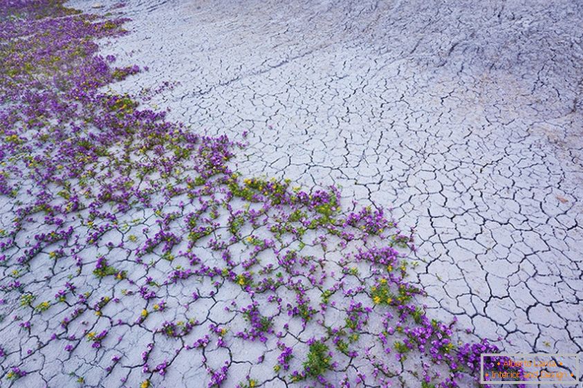 Výbuch květů v poušti