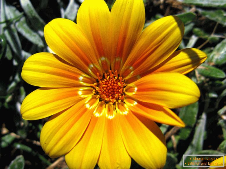 Jemný žlutý květ