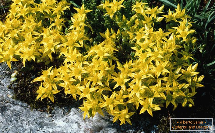 Jasně žluté květenství jednoho z druhů rodiny okrasných keřů jsou špinavé scoria.