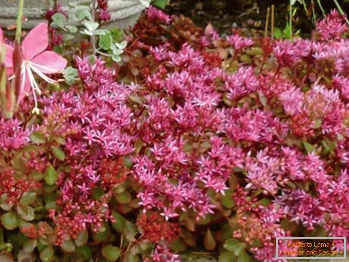 V zahradní oblasti jsou zahradníci využíváni jako hnojiva s hustými, poddimenzovanými květy purpurového zahradnictví jako přírodní nízký živý plot, který rozlišuje oblasti lokality.