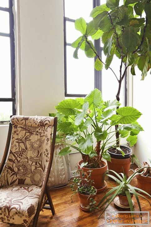 Vnitřní растения за креслом