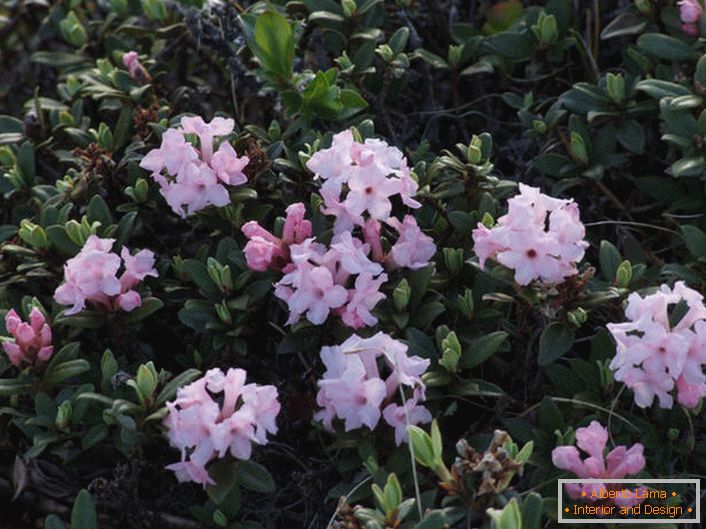 Kvetoucí rododendron