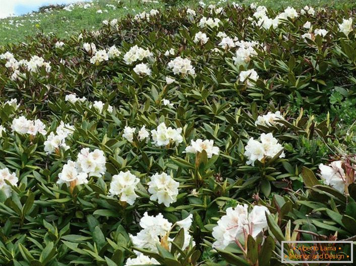 Rhododendron na Kavkaze
