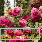 Kvetoucí bush křovinaté druhy růží