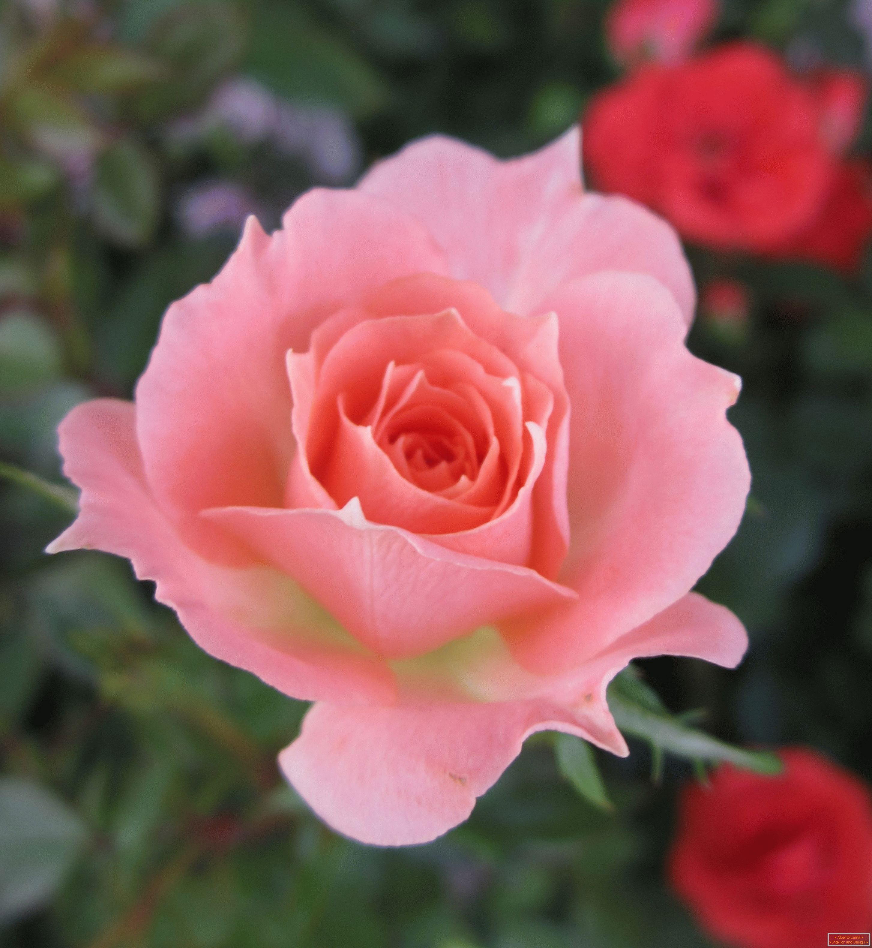 Růže růžového odstínu v prostředí červených květin