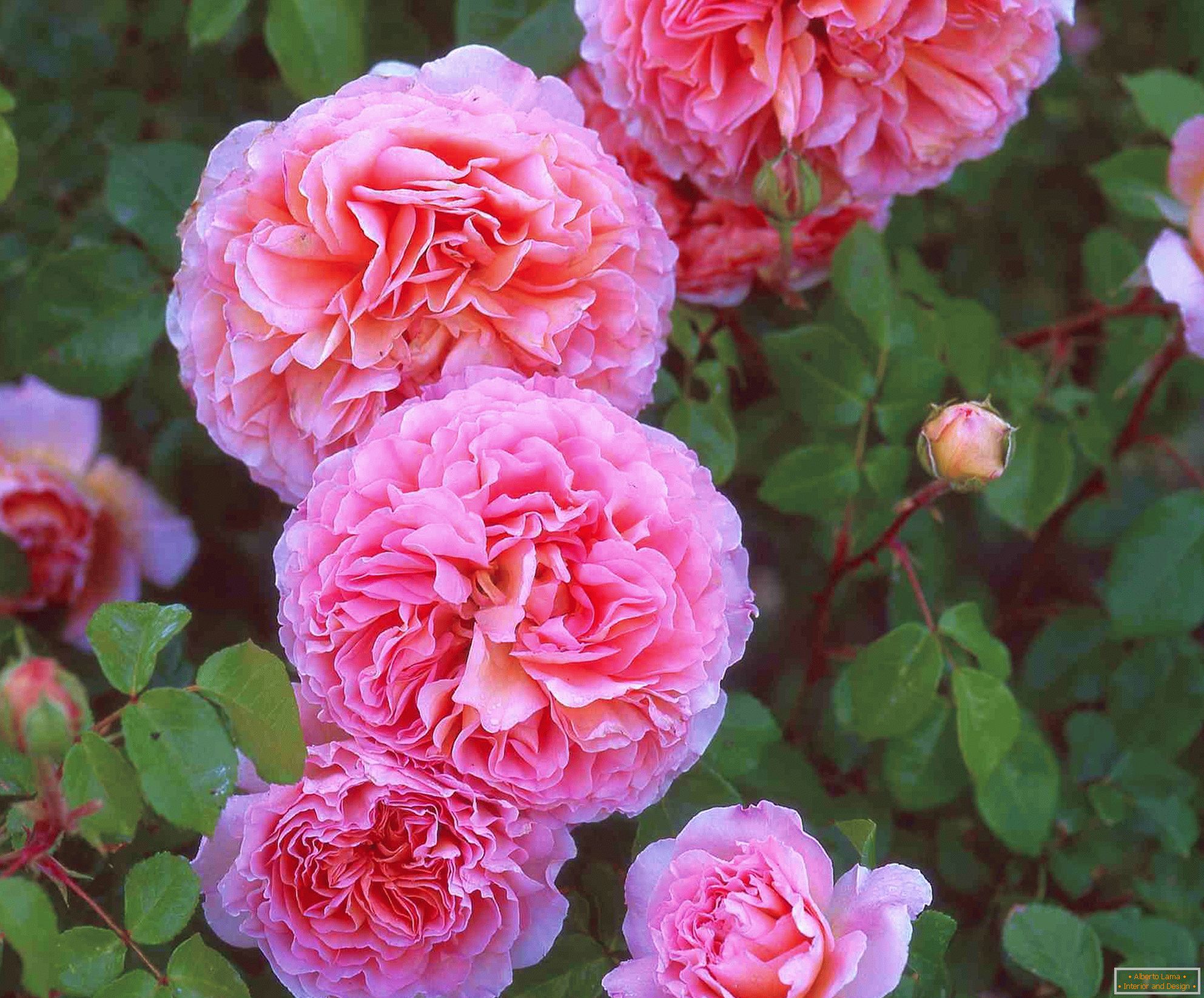 Dvě růžové růže