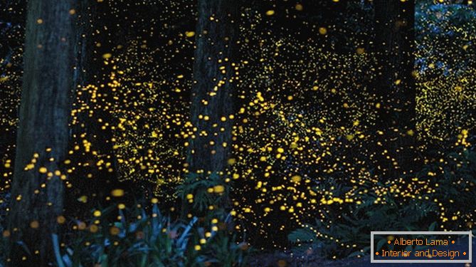 Fabulous golden fireflies od japonského fotografa Yuki Karo