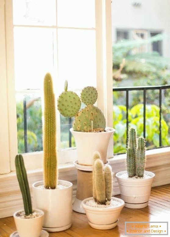 Kaktusy v interiéru
