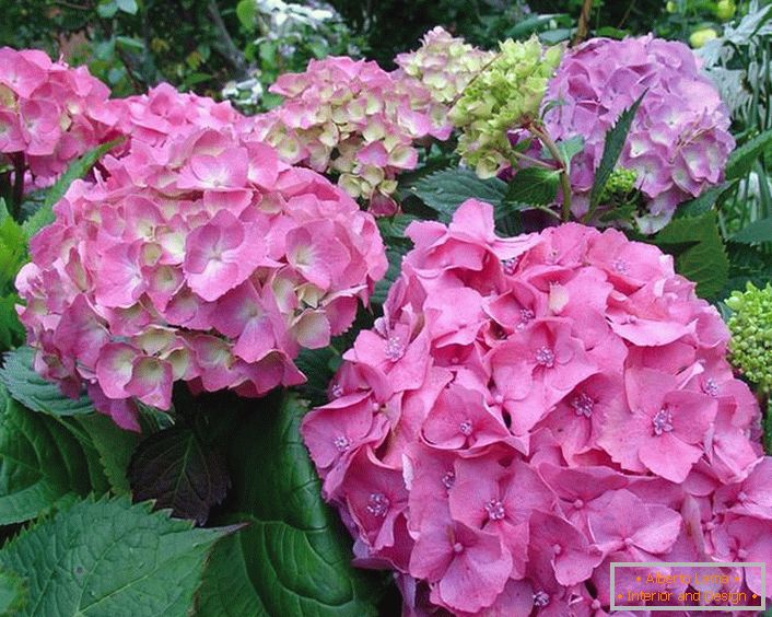 Příklad hortenzie hortenzie, která dostává dostatečné množství světla. To svědčí o jasných odstínech květin.