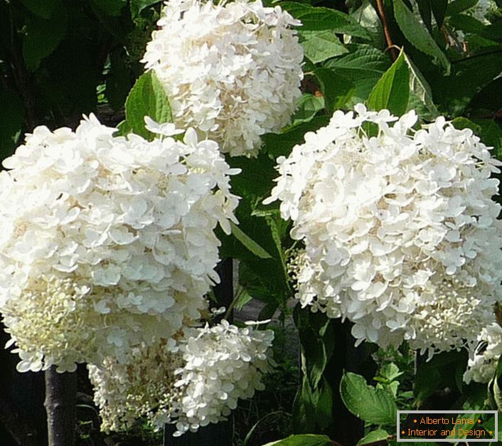Sněhově bílé květiny hortenzie