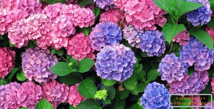 Vícebarevná květenství hortenzie