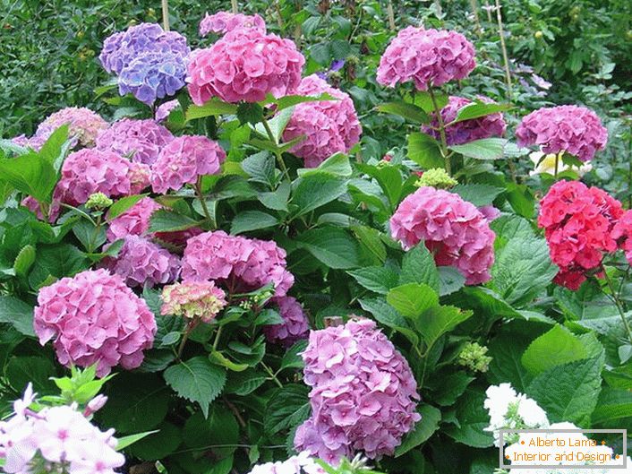 Zahradní hortenzie s pupeny klasického tvaru. Příkladem dobře upravené květiny.