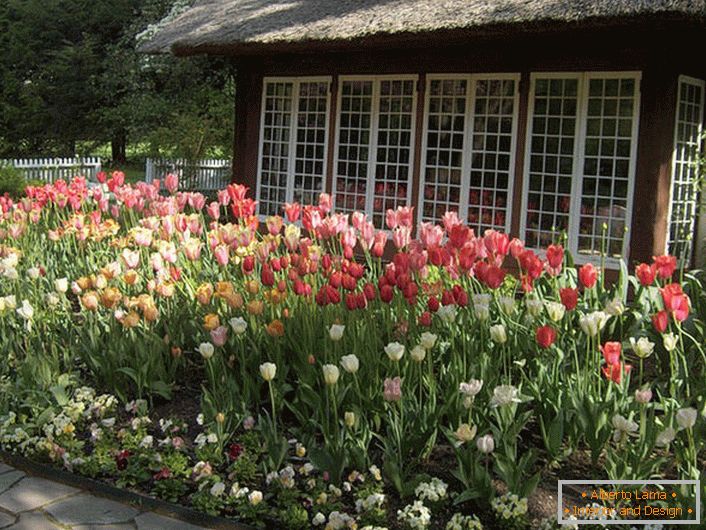 Tulipány ve dvoře domu