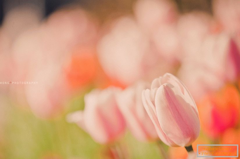 Delikátní fotografie tulipánů