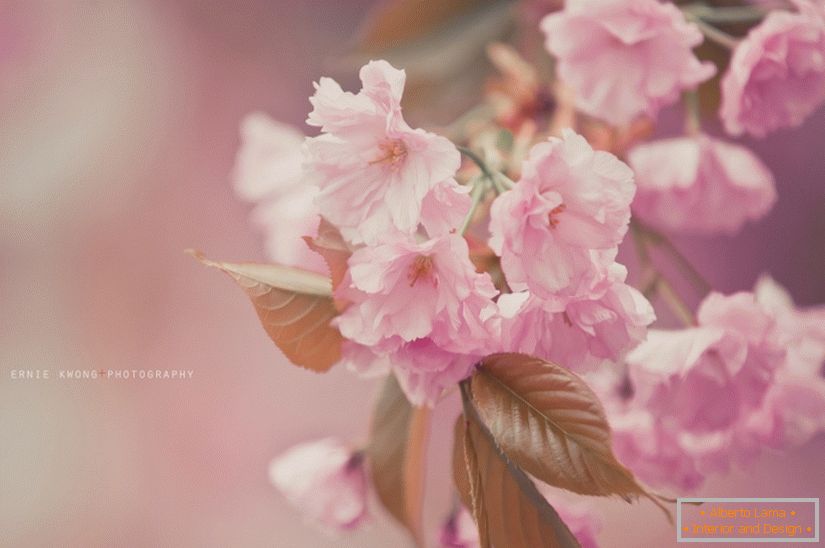 Květinové fotky Ernie Kwongová