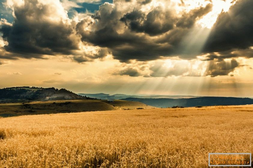 Slunce prochází oblaky přes pšeničné pole