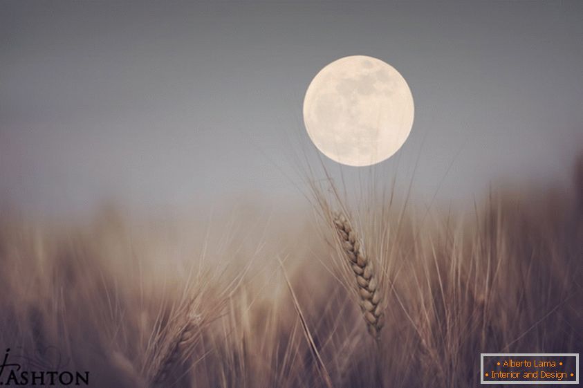Měsíc v pozadí pšenice