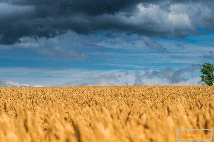 Vynikající fotografie pšeničných polí