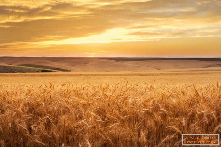 Zlatá pšeničná pole od fotografa Brent Elsberry